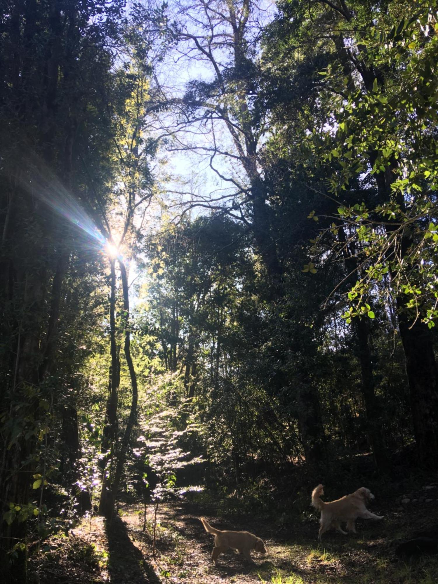 Los Arrayanes De Huife Villa Termas de Huife Bagian luar foto