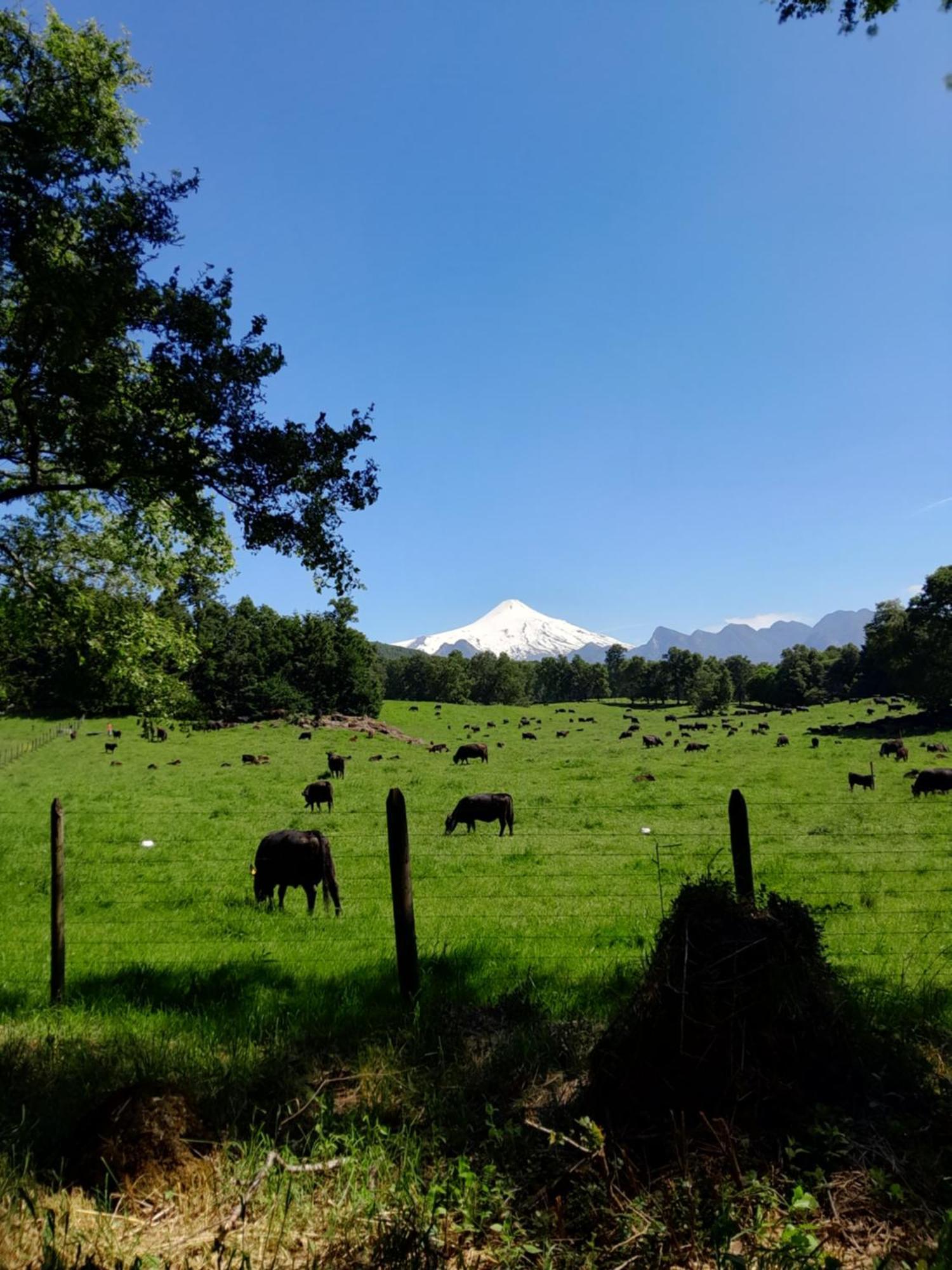 Los Arrayanes De Huife Villa Termas de Huife Bagian luar foto